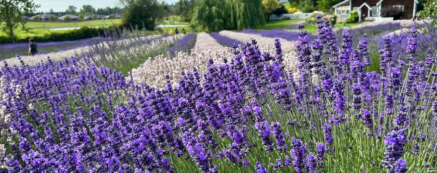 Purple Haze Lavender Farm