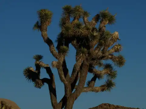 Hotels near Desert Institute at Joshua Tree National Park