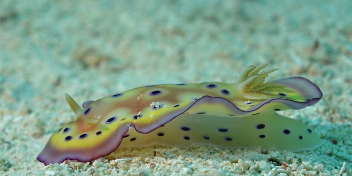 Maite Marine Sanctuary