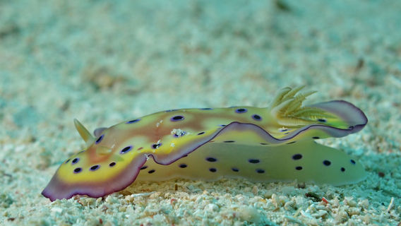 Maite Marine Sanctuary