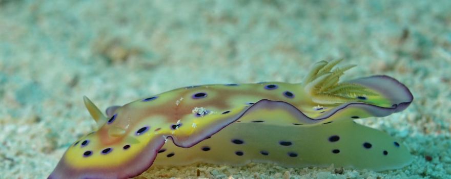 Maite Marine Sanctuary