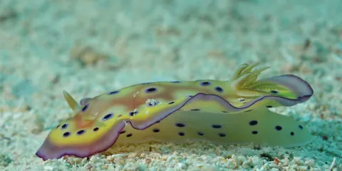 Maite Marine Sanctuary