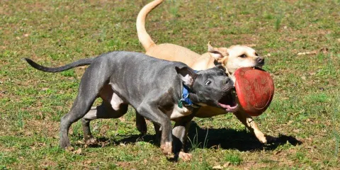 The Dog Spot at Creekwood Park
