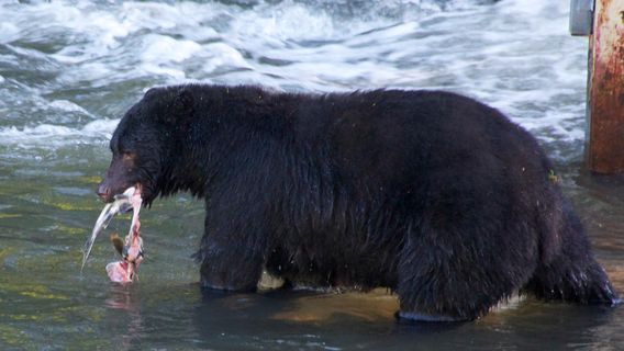 Quinsam River Hatchery
