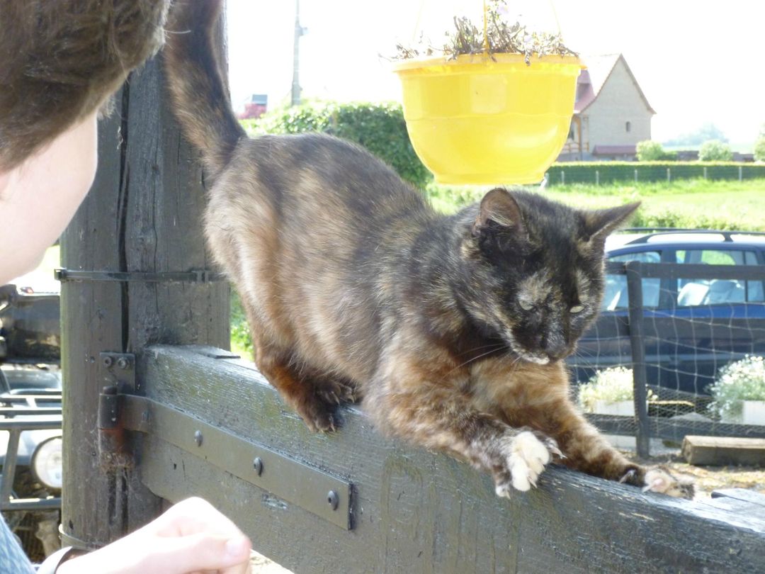 4_La Colline Aux Animaux