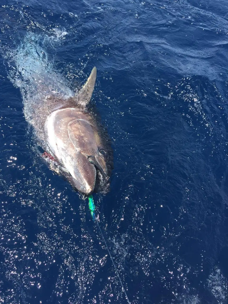 2_CAVALIER & BLUE MARLIN FISHING CHARTERS