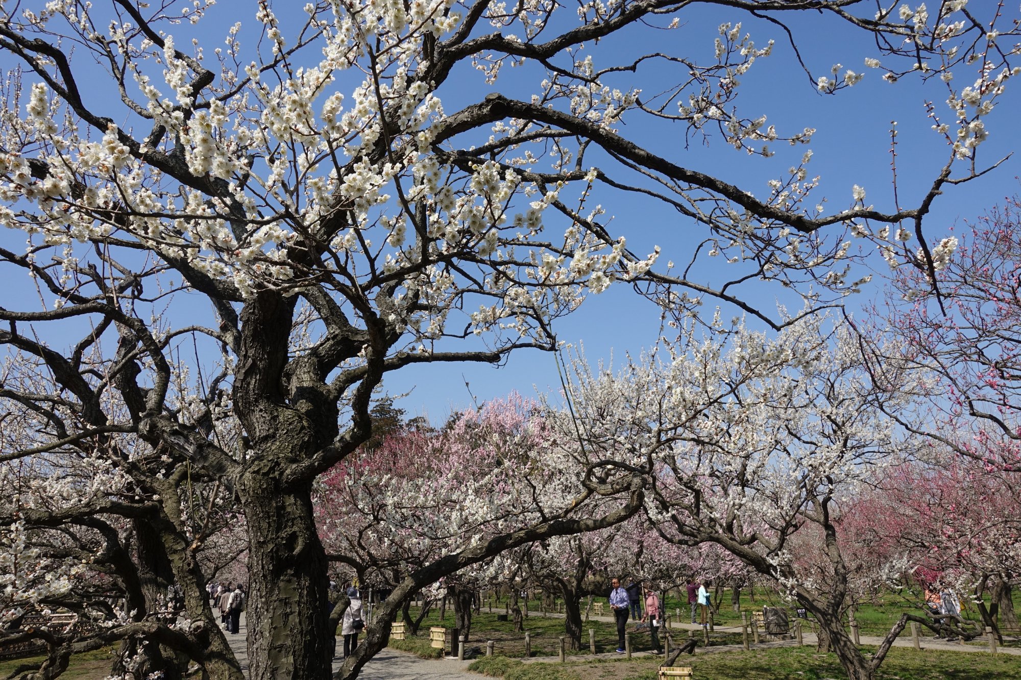 Mito Ume Blossom Matsuri | Mito
