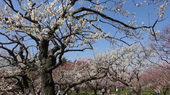 Mito Ume Blossom Matsuri