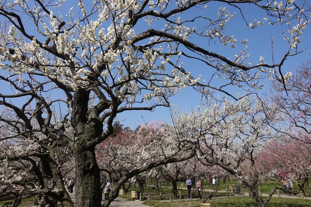 Mito Ume Blossom Matsuri | Mito