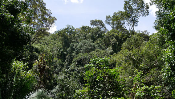 Taman Negara Canopy Walkway