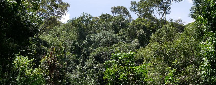Taman Negara Canopy Walkway