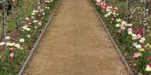 Ramsey Abbey Walled Garden