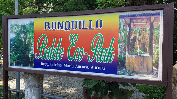 Balete Tree (Millenium Tree)