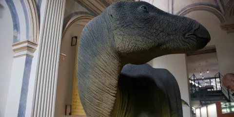 Tiempo de dinosaurios