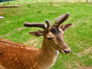 Bergwildpark