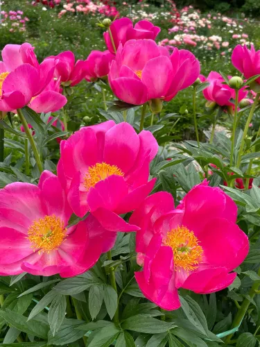 스카가와