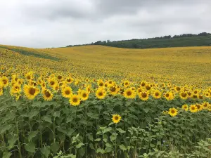 Kolonada na Rajstne