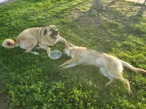 Dog Park