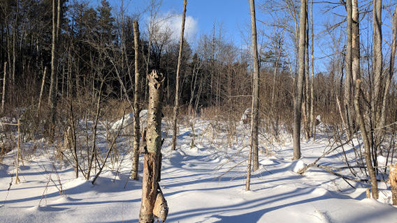 Winnick Woods, Greenbelt Trail