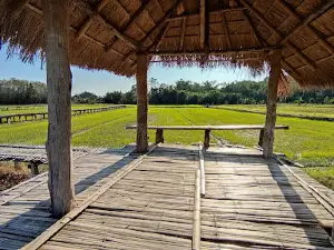 Bamboo Walkway Through Rice Field (สะพานไม้ไผ่)