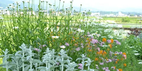 コミュニティー・カルチャールーム クロポッケ