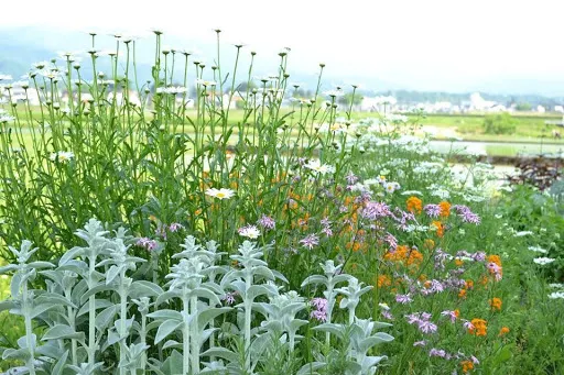 コミュニティー・カルチャールーム クロポッケ