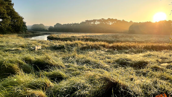 The Pond Of The Goden