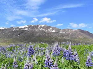 Fjord de Seyðisfjörður