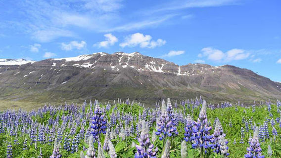 Seyðisfjorður