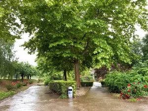 La Salcii Sarulesti
