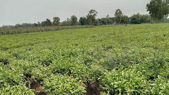 Ovi Tea Garden