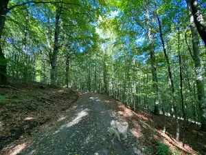 Schwarze Berge