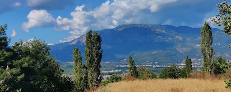Şengül Solomon ILAM Forest '