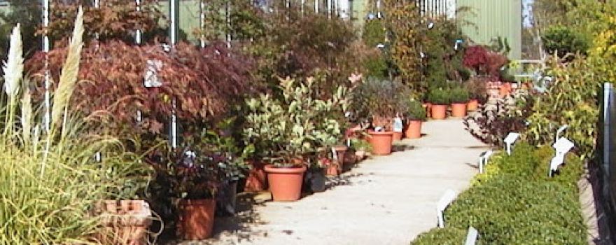 Welland Vale Plants Direct