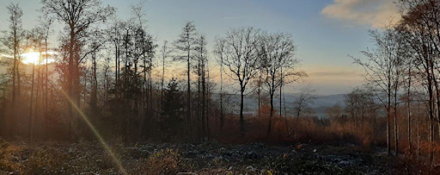 Nauener Wald