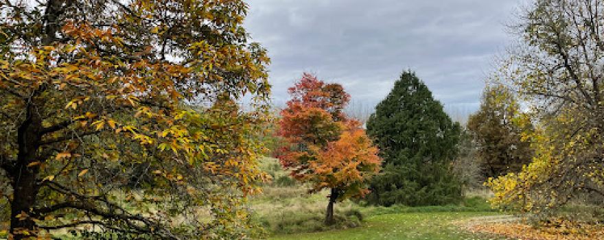 Pioneer Park Campsite