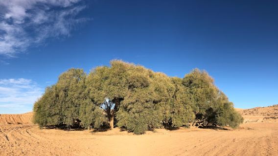 Akkarit Ancient Olive Tree
