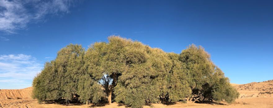 L'Aakarit Ancient Olive Tree