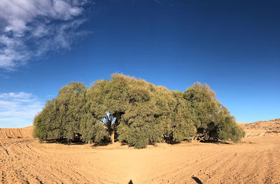 Akkarit Ancient Olive Tree