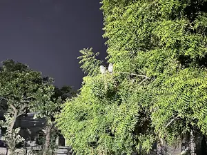 NALANDA COLONY PARK 1