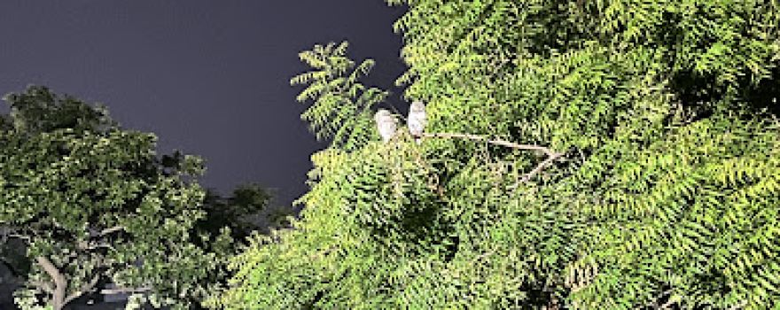 NALANDA COLONY PARK 1