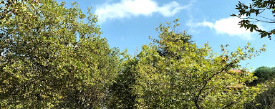 Saoufar Garden