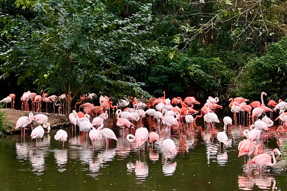 상하이 야생 동물원 코스 추천