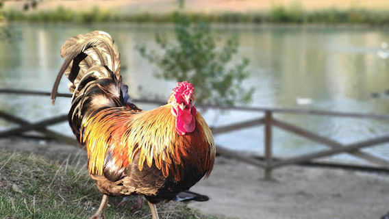 Parco di Via dei Giardini