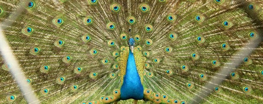 Oradea Zoo