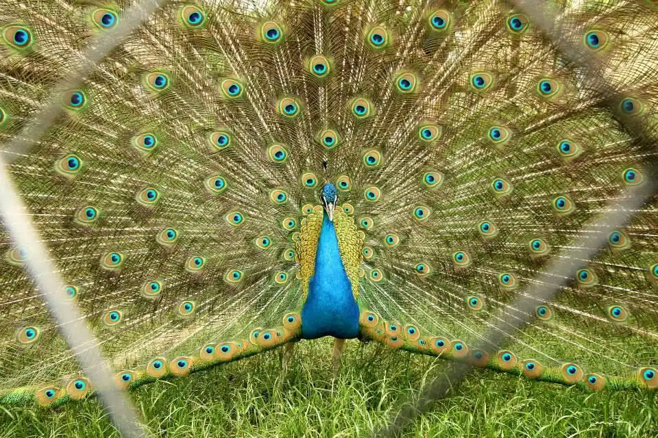 Hôtels à proximité de : Jardin zoologique d'Oradea