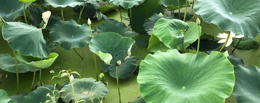 Siheung Lotus Theme Park