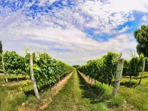 Bellview Winery