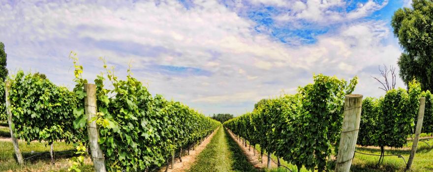 Bellview Winery