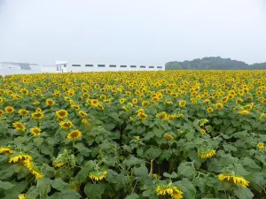 Hanahiroba